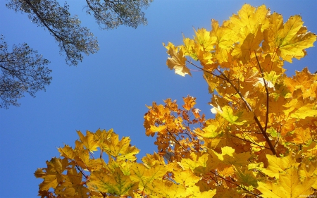 Season Of Gold - sky, autumn, outdoors, nature, fall, yellow, blue, seasons, leaves, tree