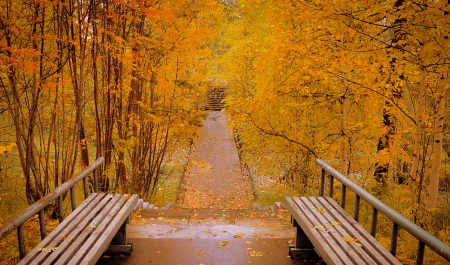 * Autumn forest * - trees, forest, nature, autumn