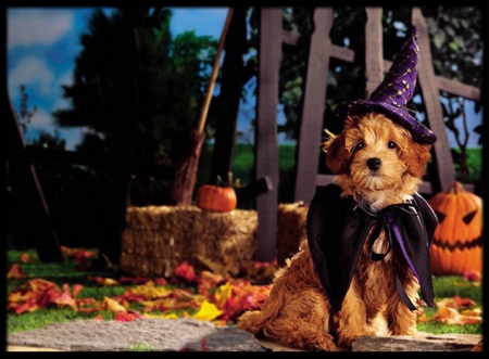 Halloween Dog - halloween, animals, dog, fall season