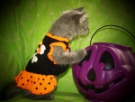 Halloween Kitty