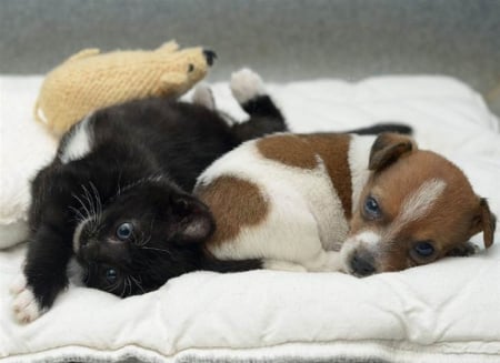 cute sleeping friends - kitten, cute, cats, friends, puppy, sleeping, animals