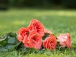 pink rose bouquet on the grass