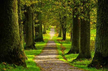 Path - nature, trees, forest, walk, park, road, path, spring