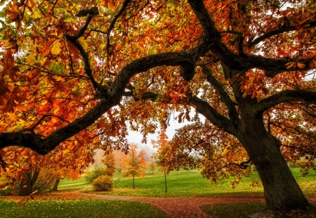 Autumn - autumn, trees, colorful, park, path, autumn splendor, road, nature, fall, forest, walk, leaves, colors