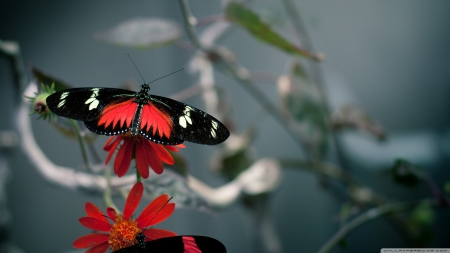 beautiful butterfly - insect, butterfly, flower, red