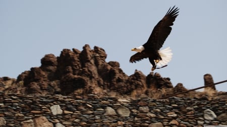 eagle - eagle, sky, rock, bird