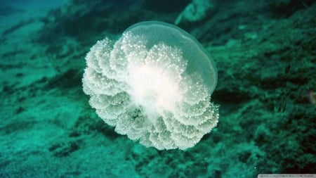 jellyfish - rock, sea, jellyfish, green