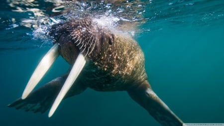 walrus underwater - walrus, tusks, water, blue