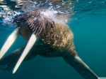 walrus underwater