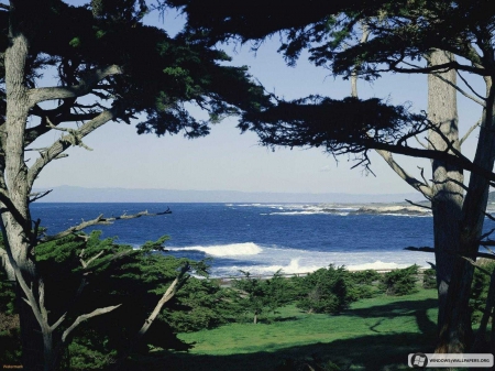 pebble beach - beach, tree, pebble, grass