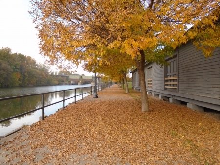 Colors on the Canal - canals, leaves, trees, autumn