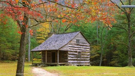 Cabin in the Woods - forests, nature, cabin, autumn