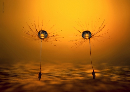 Drops of morning dew - morning, ssed, dandelion, dew, drops