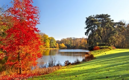 Red Tree Beside River - autumn, lawn, trees, green grass, beautiful, river, morning view, leaves