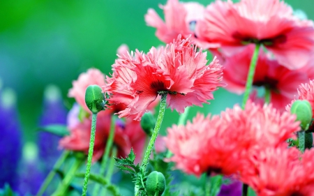 Pink Poppies - flowers, beautiful, pink, poppies