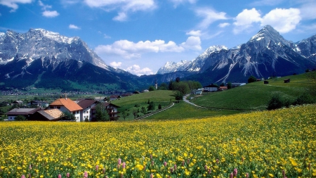 rural france - house, field, flower, mountain