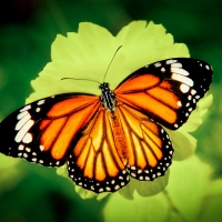 Butterfly on the Yellow Rose