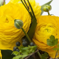 Yellow Ranunculus