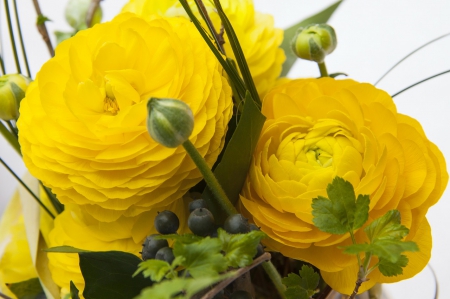 Yellow Ranunculus - vibrant, yellow, beautiful, buds, closeup, flowers, bloom, nature, ranunculus