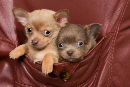 Chihuahua's In A Coat Pocket - Chihuahuas, adorable, puppies, long hair, sweet, leather coat pocket