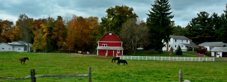 Serene Country scene - horse grazing, serene country, Serene Country scene, farm scene, country scene, farm