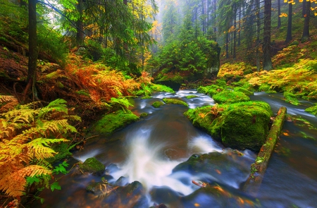 â˜…Bohemian Rainforestâ˜… - attractions in dreams, autumn, trees, forests, falls, photography, waterfalls, stunning, creative pre-made, nature, love four seasons, fall, beautiful, leaves, landscapes