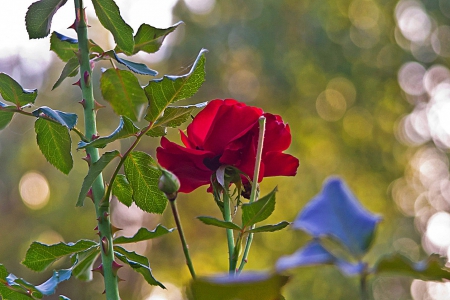 Red Rose - red, flower, amazing, rose