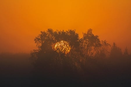 Sunset - sunset, land, trees, sun