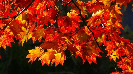 Autumn Glow - fall, glow, leaves, branches, autumn