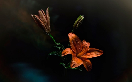 Flower - orange, flower, nature, amazing