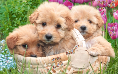 little sweethearts puppies - cute, adorable, puppies, three