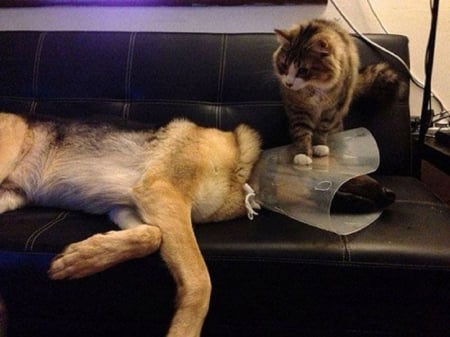 OH NO NOT THE VETS - cat, funny, animals, dog