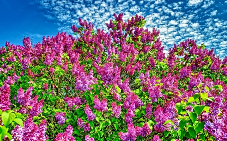 BEAUTIFUL LILAC - branches, sky, landscape, photography, colorful, blue sky, nature, pretty, pink, clouds, beautiful, leaves, splendor, flowers, enchanting nature, lovely flowers