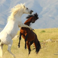 Mustangs III.