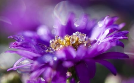 Purple - bokeh, purple, flower, pink