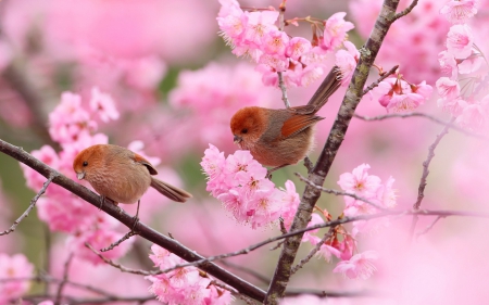 Spring - bird, branch, sakura, spring, flower, pink