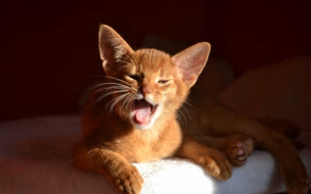 Carmeeen! - animal, funny, cute, kitten, cat, orange, ginger