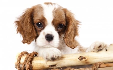 Puppy - white, wood, brown, puppy, dog, animal, cute