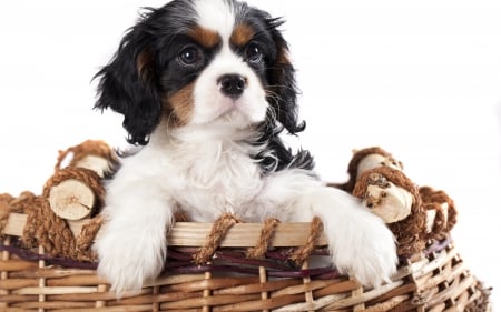 Puppy - black, basket, white, animal, cute, dog, puppy