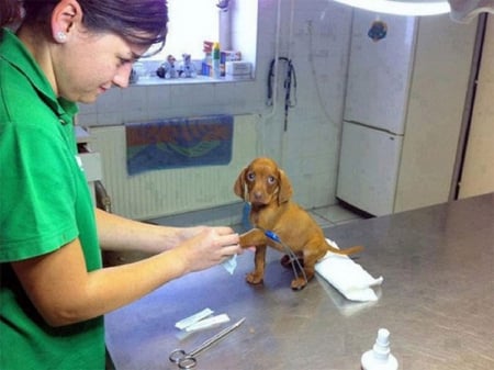 OH NO NOT THE VETS - animal, little, cute, dog