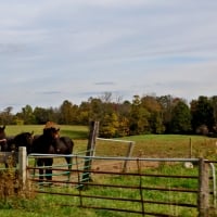 Country Scene