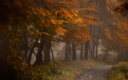 Autumn Forest - nature, autumn, forest, fall leaves