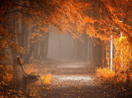 Park in Autumn - nature, autumn, trees, fall leaves, park