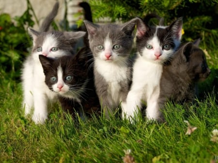 cute kittens in a backyard - backyard, kittens, cute, cats, animals