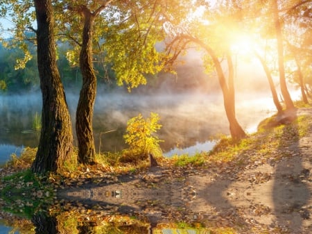 Autumn Sunrise - sunshine, autumn, trees, fall leaves, mist, foliage, fall, river, golden, rays, sunbeams, branches, lake, sunlight, nature, glow, beautiful, leaves, sunrise