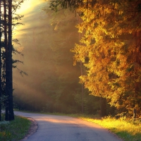 Sun Shining on Autumn Forest Trees