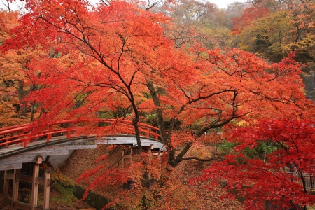 Red Bridge in Autumn Park - nature, autumn, trees, park, bridges