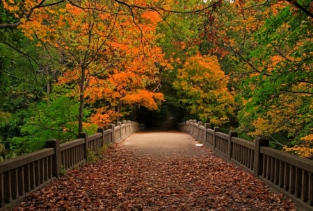 Autumn - trees, forest, walk, leaves, fall, nature, autumn, view, autumn splendor, bridge, park