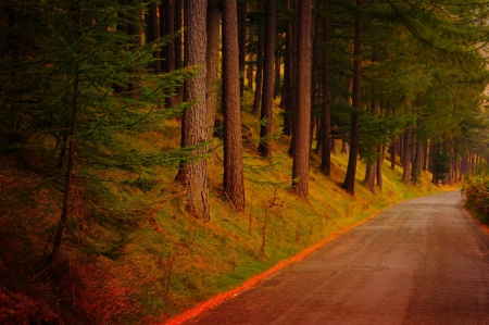 Autumn - trees, road, colors, forest, walk, leaves, fall, path, colorful, nature, autumn, autumn splendor, park