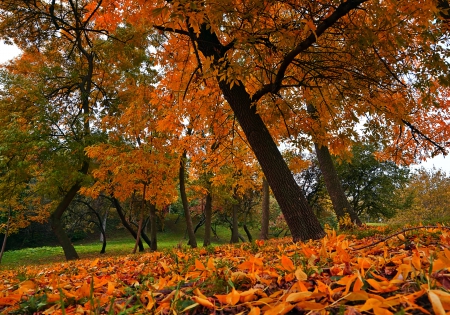 Autumn - trees, road, colors, forest, walk, leaves, fall, path, colorful, nature, autumn, autumn splendor, park